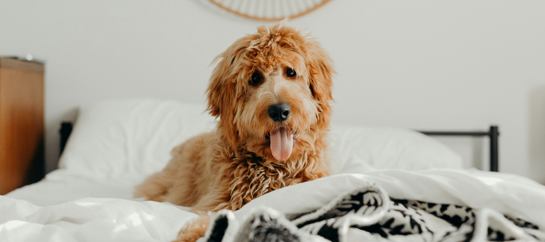 Goldendoodle on a bed