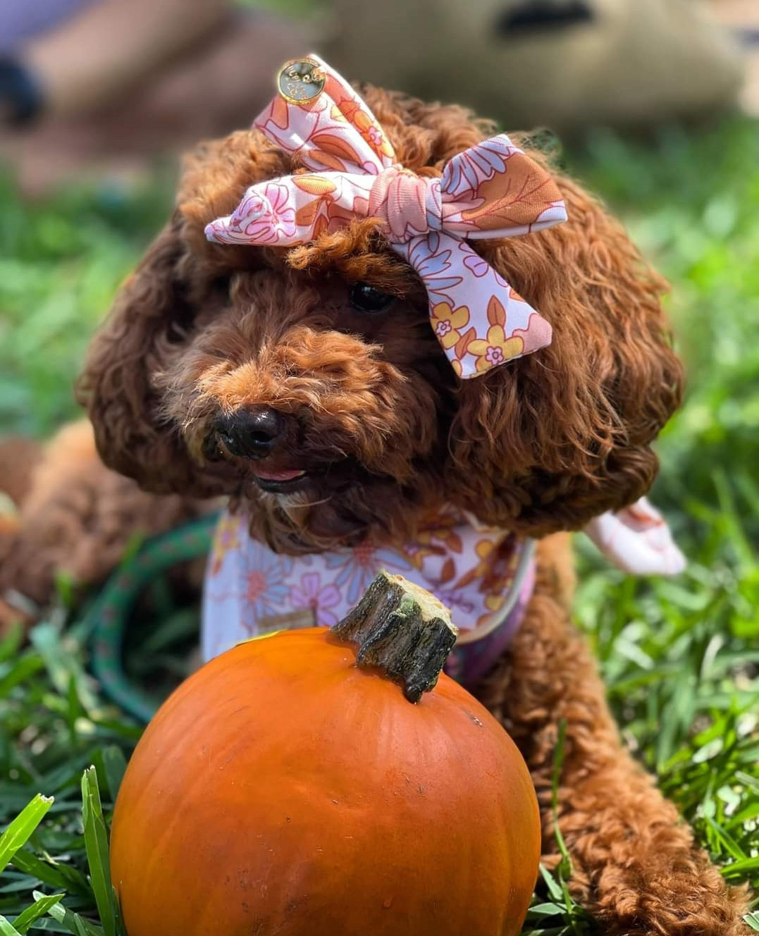 Happy Cordova Doodles Puppy